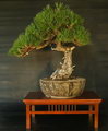 Pinus Nigra Bonsai